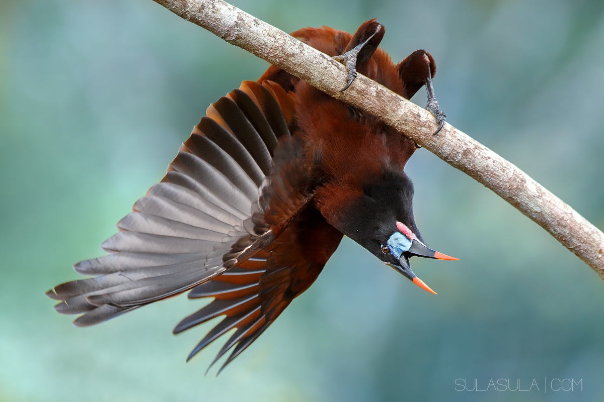 Montezuma Oropendola | Costa Rica