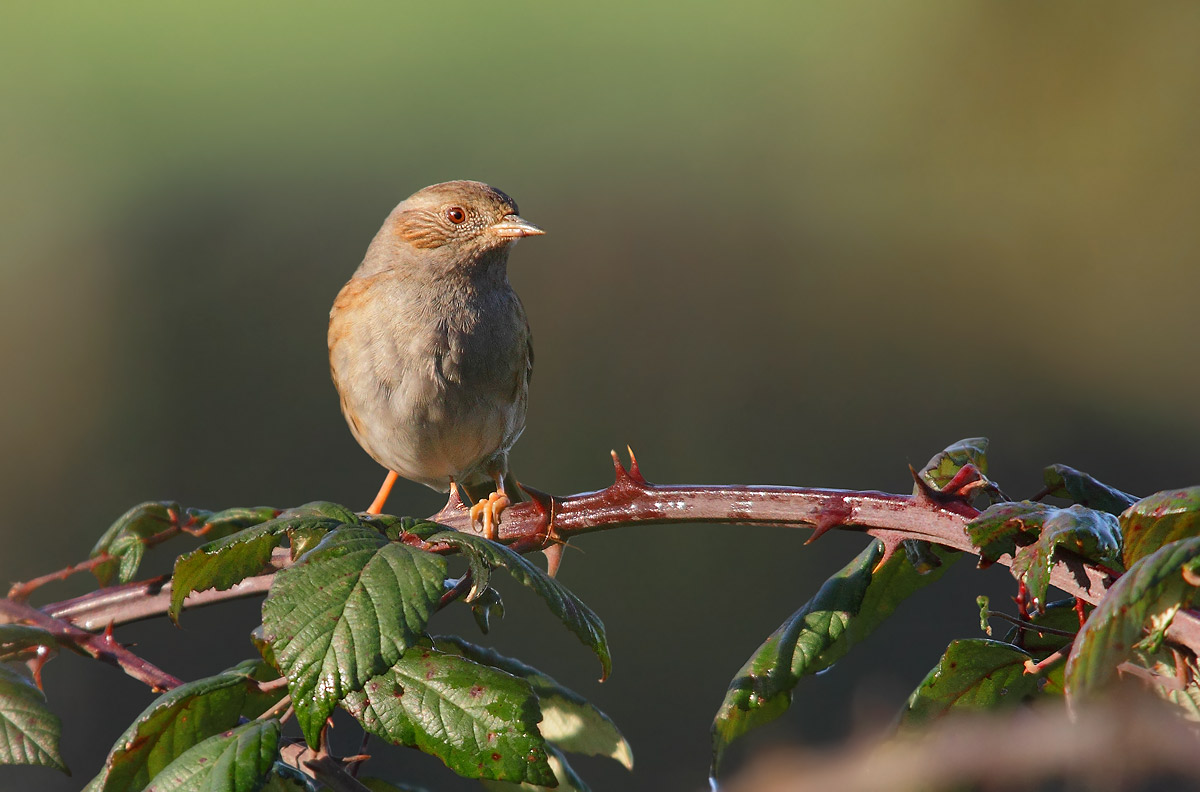 Dunnock