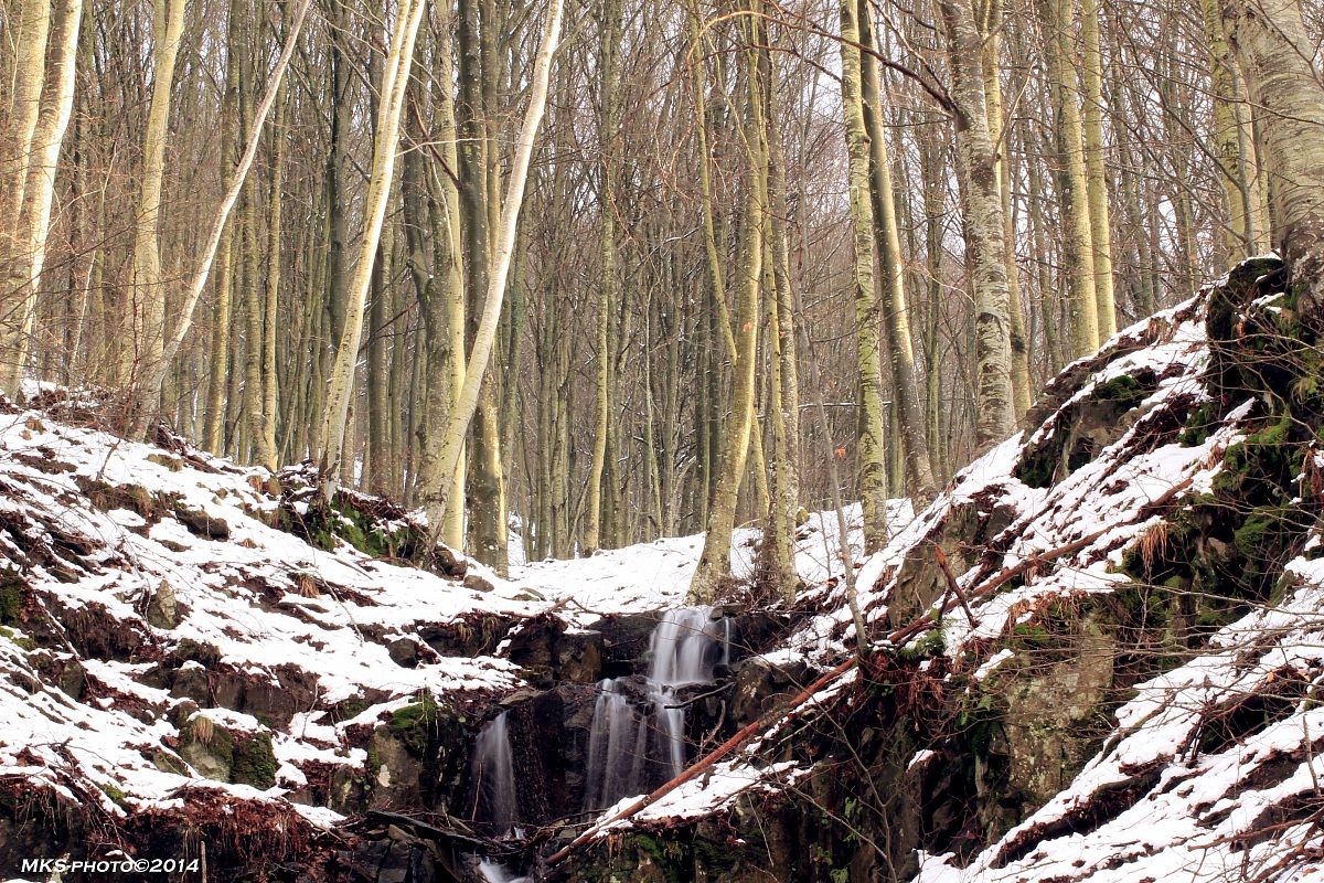 Pratomagno la foresta