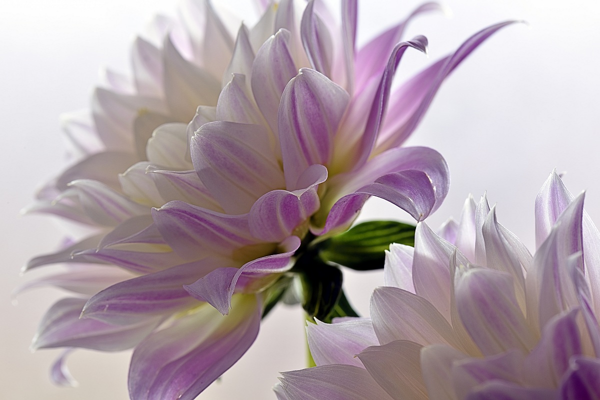 Delicately touches ...