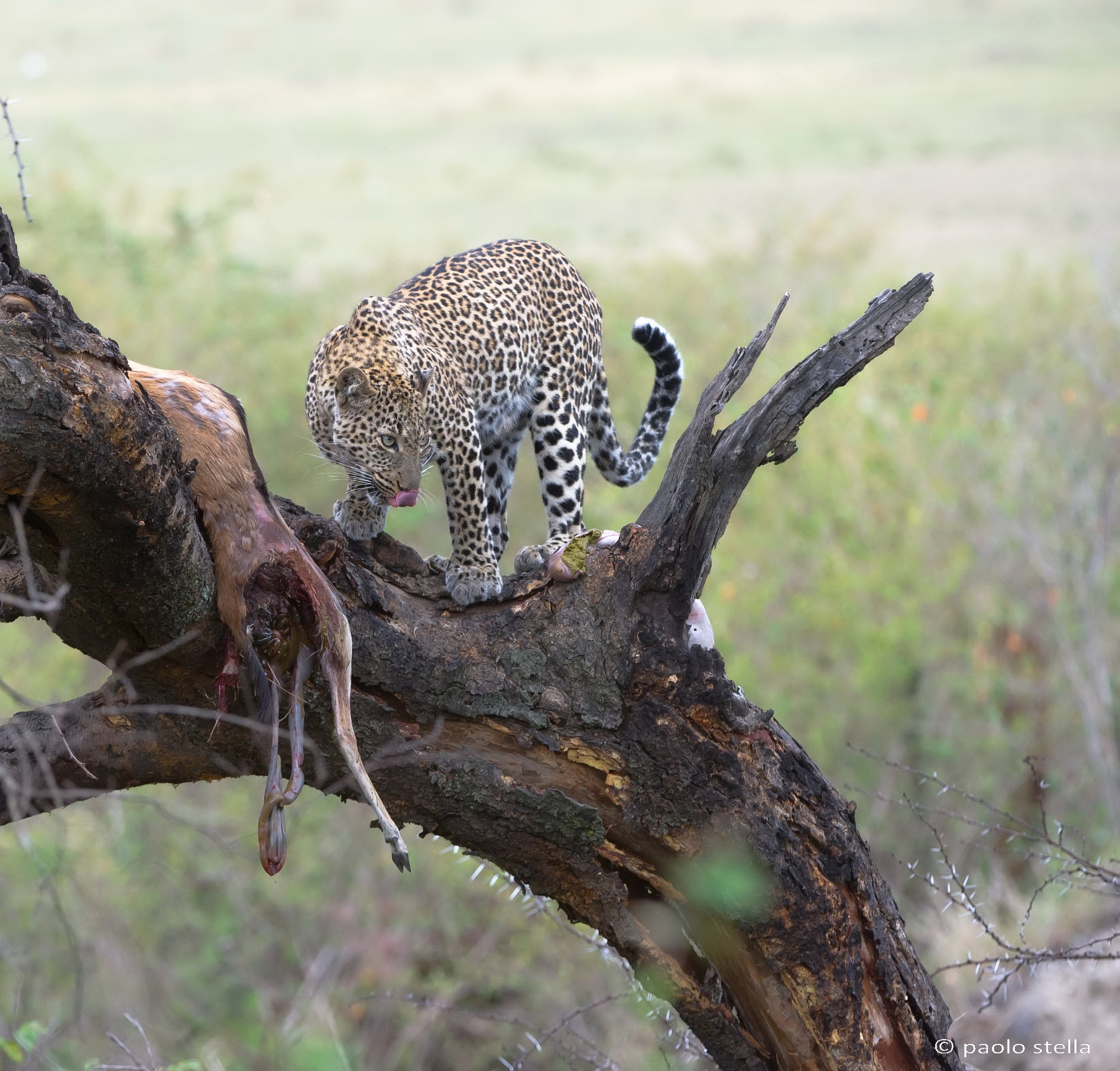 the meal on the tree
