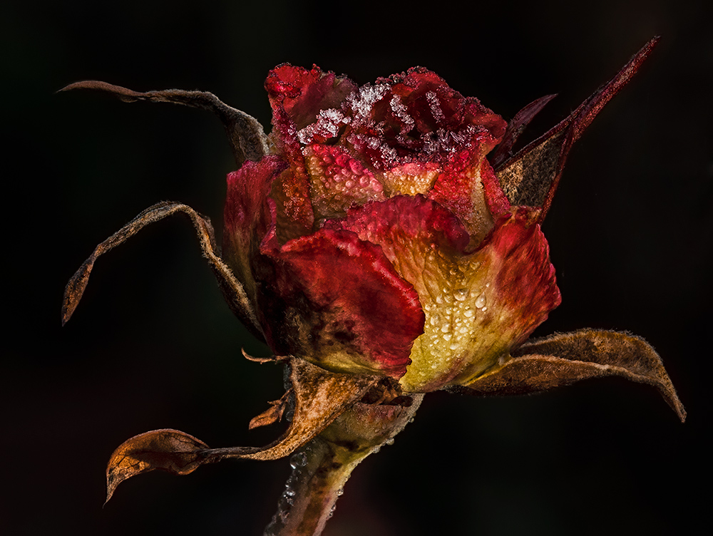 Pink winter in a dance step