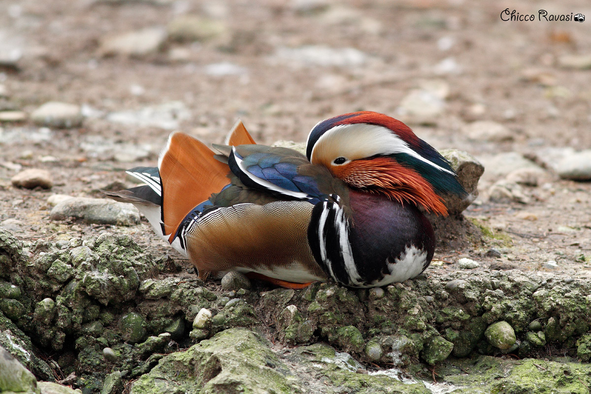 Mandarin Duck.