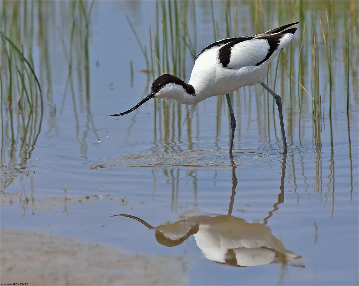 Pied Avocet ...