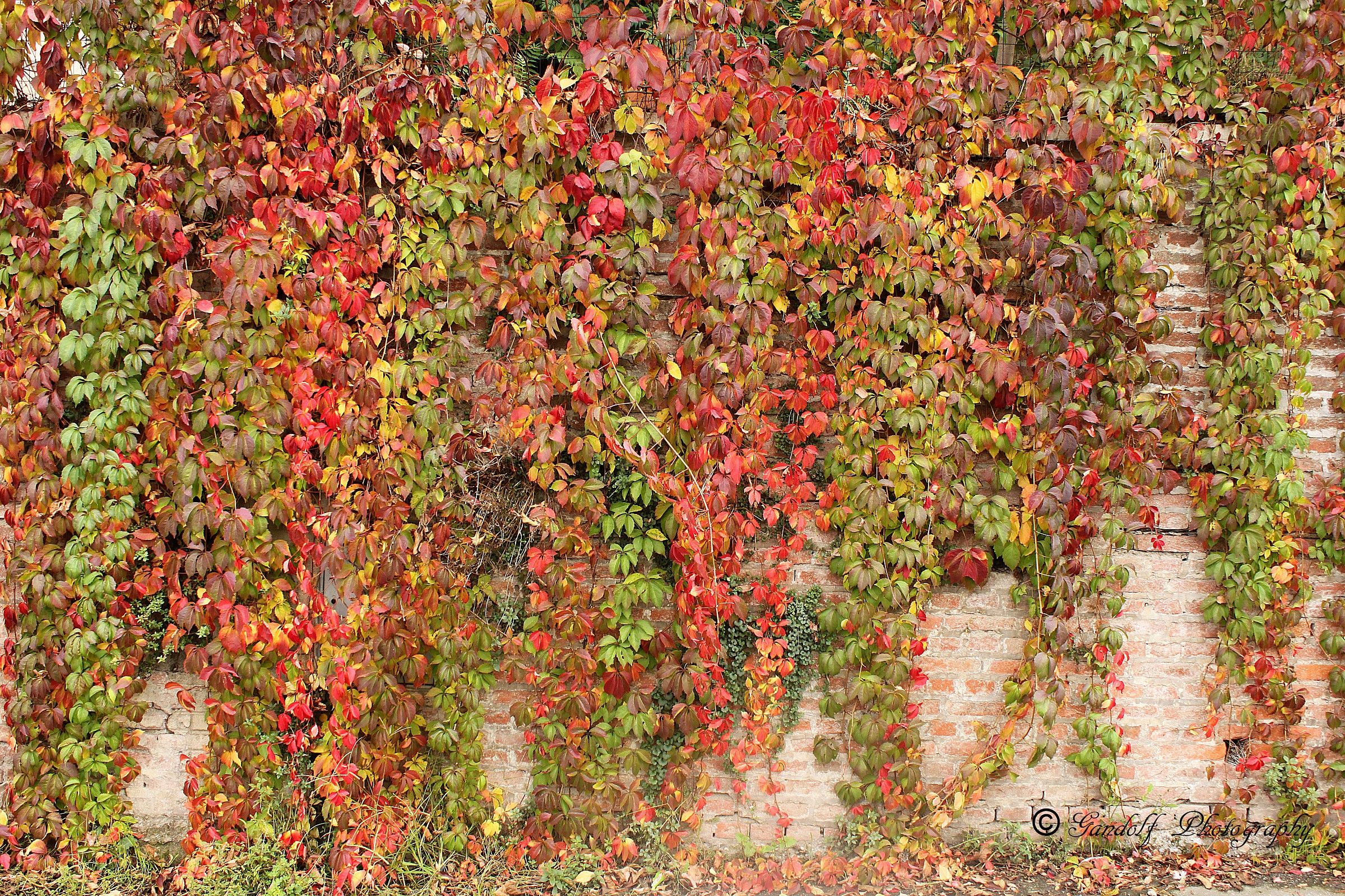 Wall Autumnal shot in Carpenedolo (bs)