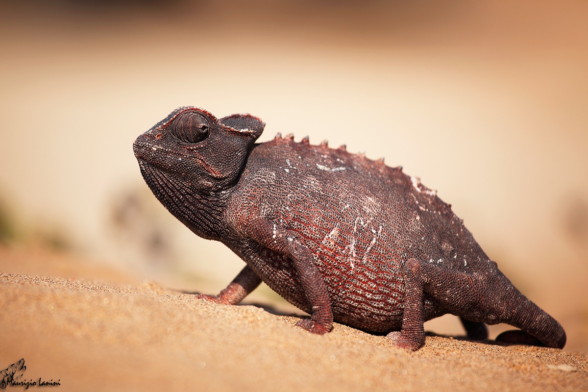 Camaleonte del Namib ( Chamaeleo namaquensis )