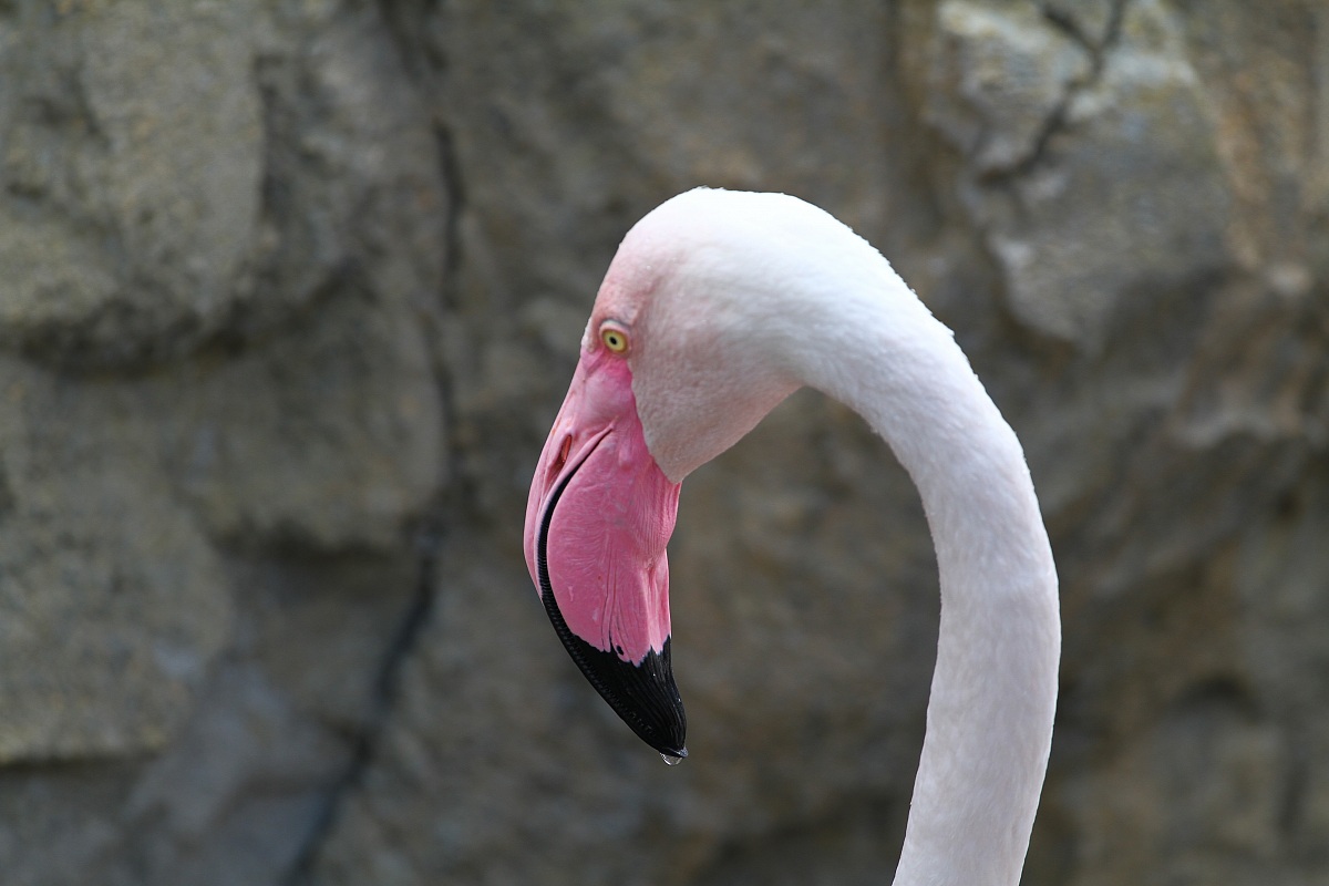 flamingos bioparco valencia