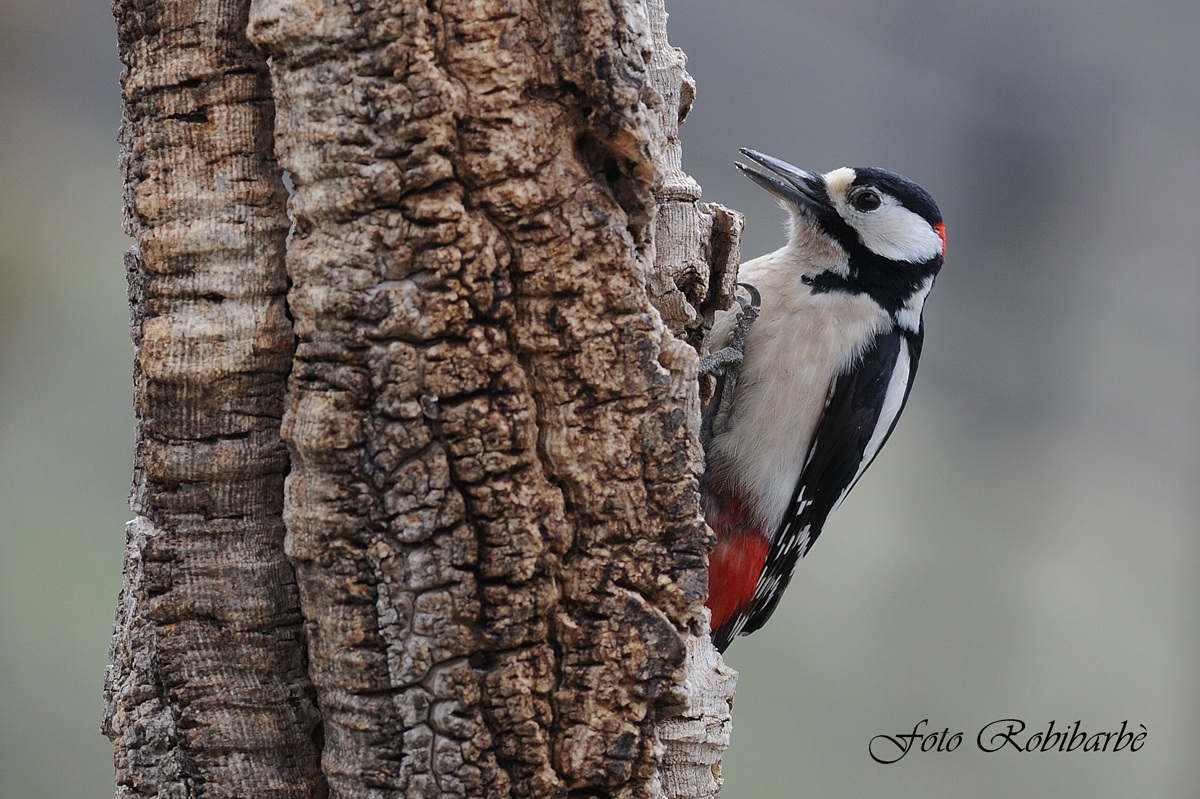 Picchio rosso maggiore...maschio