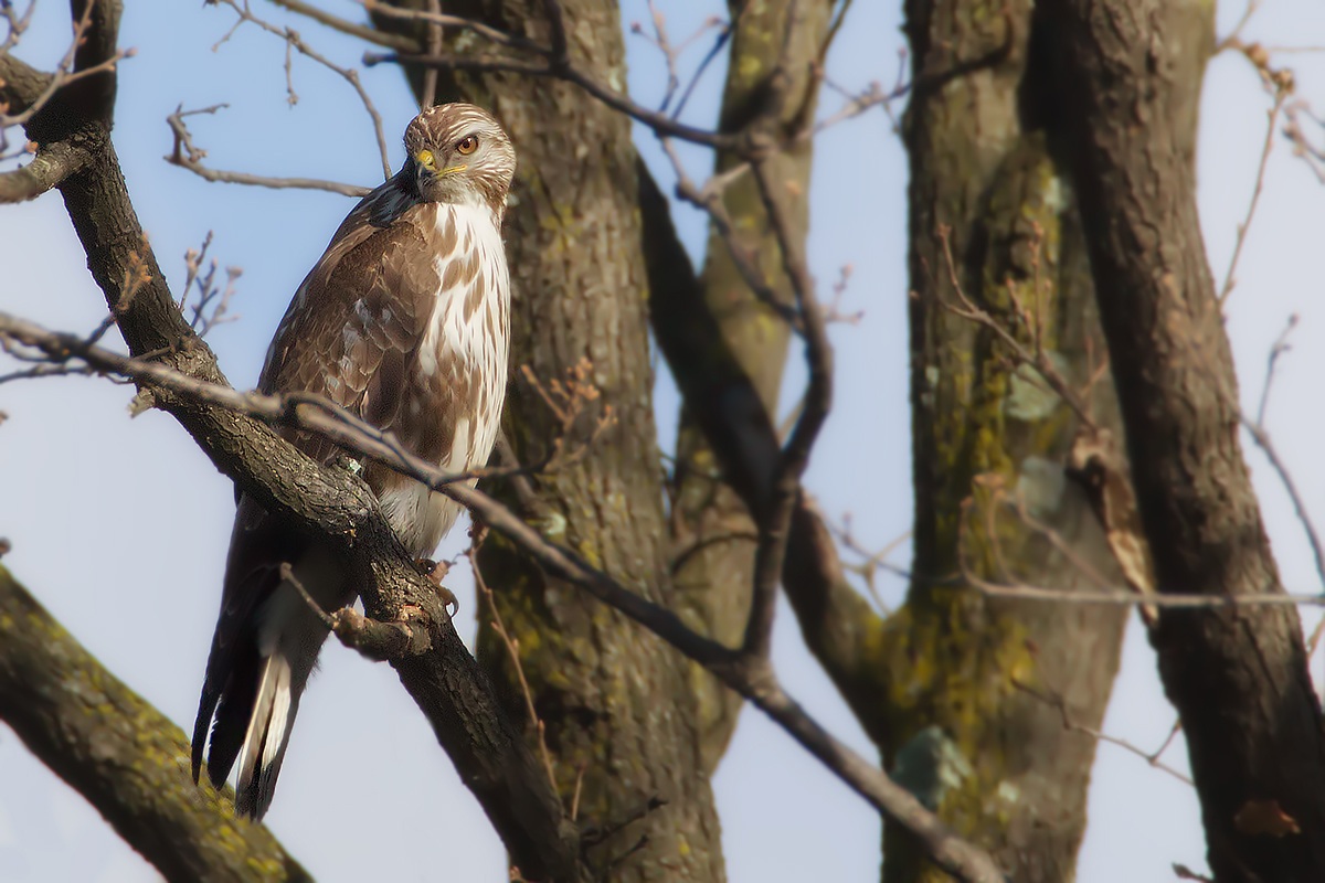 Buzzard ... "Inalberata2"