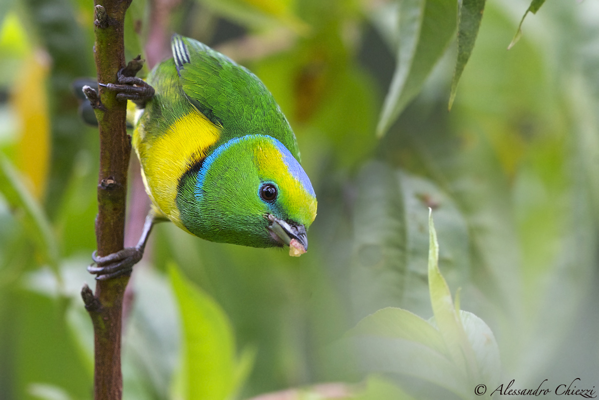 Euphony green golden-browed