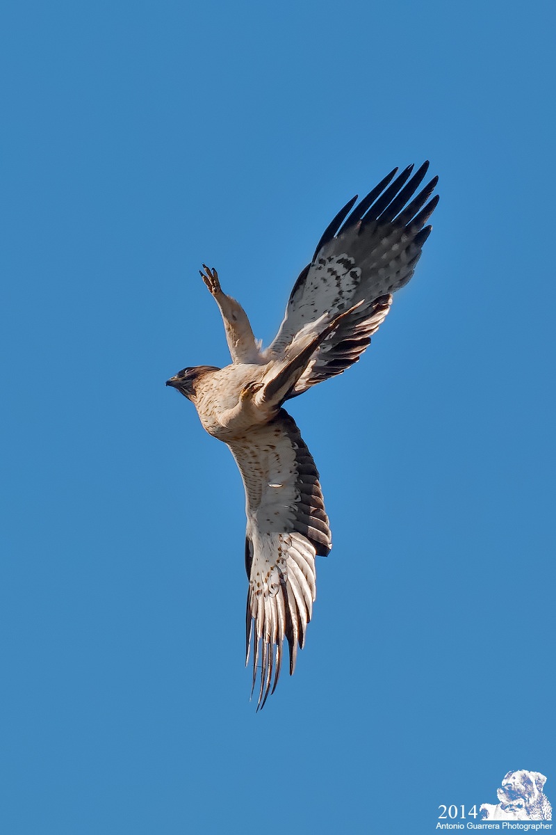 Aquila minore fase chiara (Aquila Pennata)