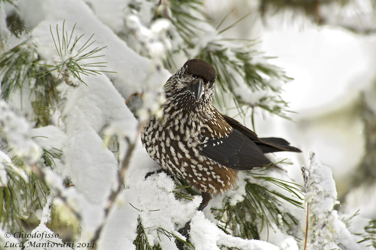 Nutcracker in the Snow