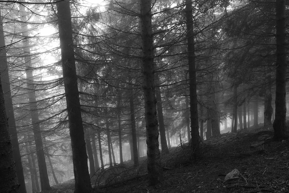 wood black and white