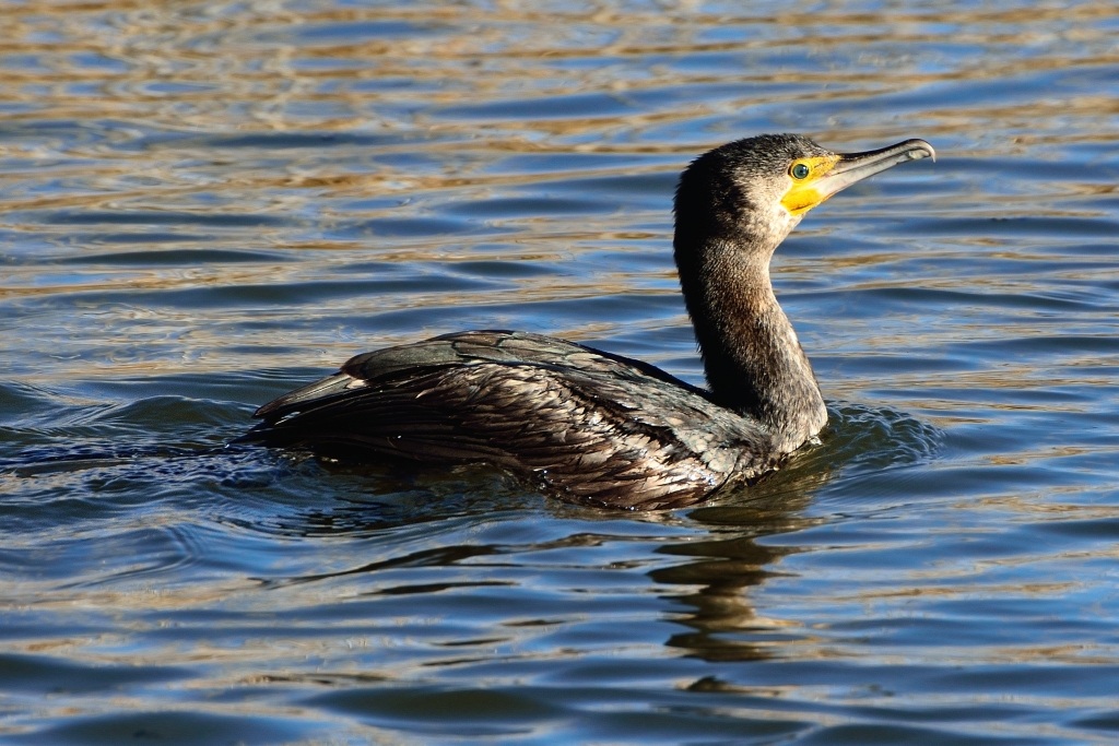 Cormorano- Parco naturale di Colfiorito