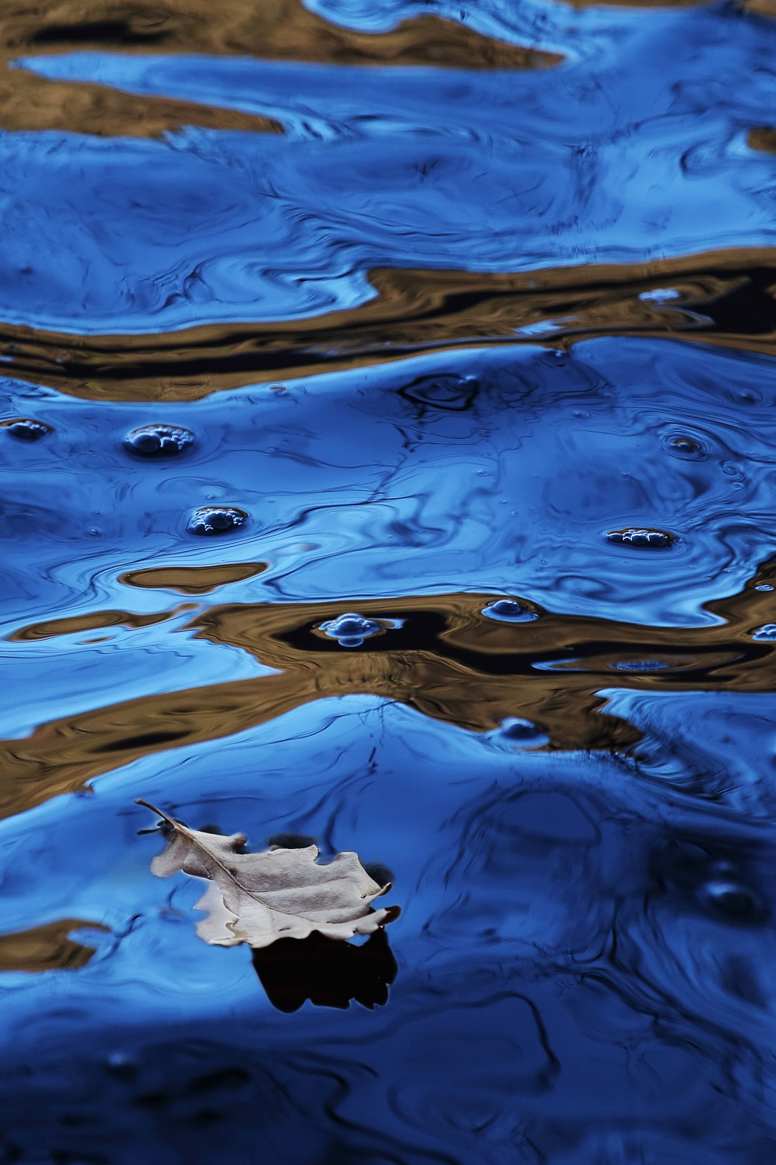 Leaf and lights in the lake.