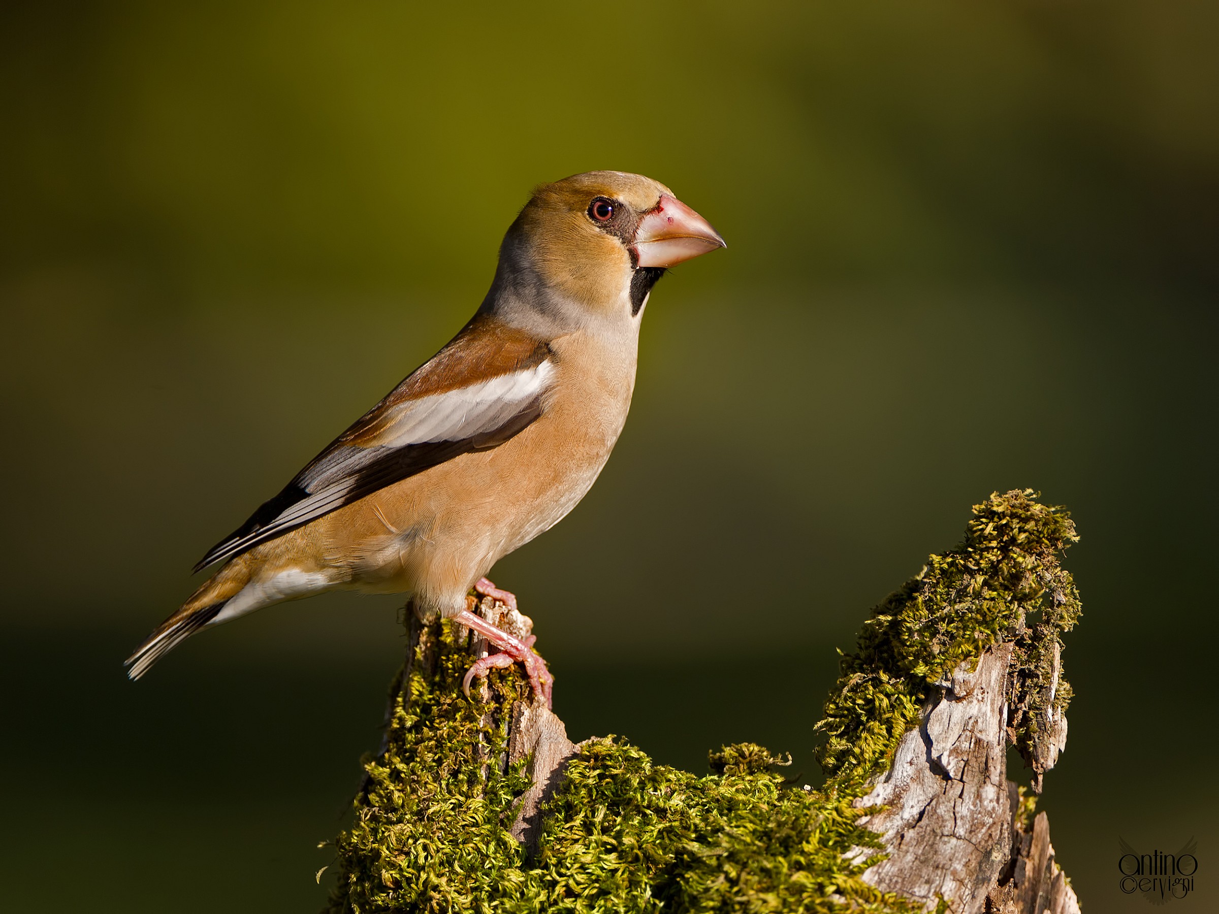 A Hawfinch