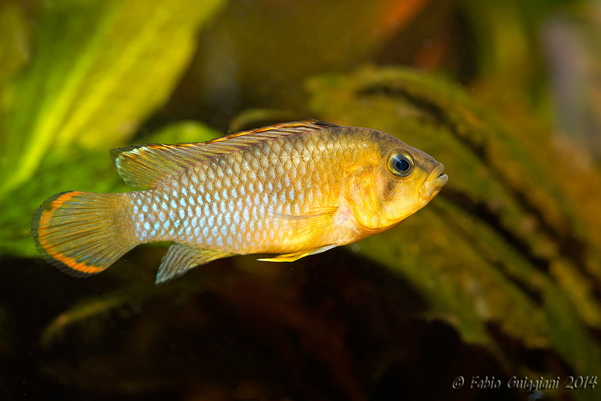Male Apistogramma Nijisseni