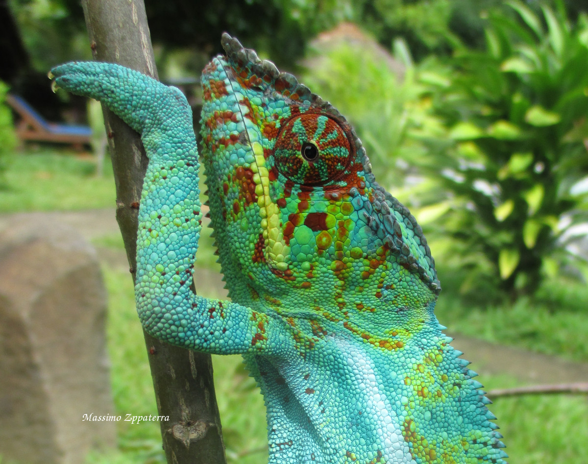 Camaleonte-Furcifer Pardalis
