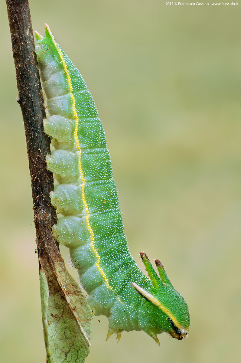 Charaxes jasius (Linnaeus, 1767)