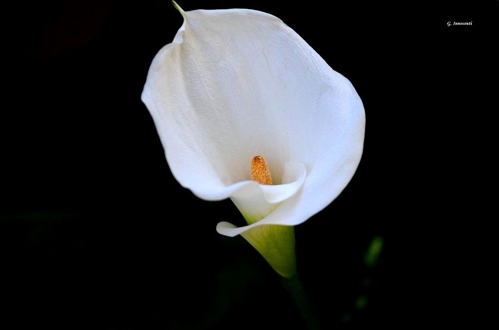 calla