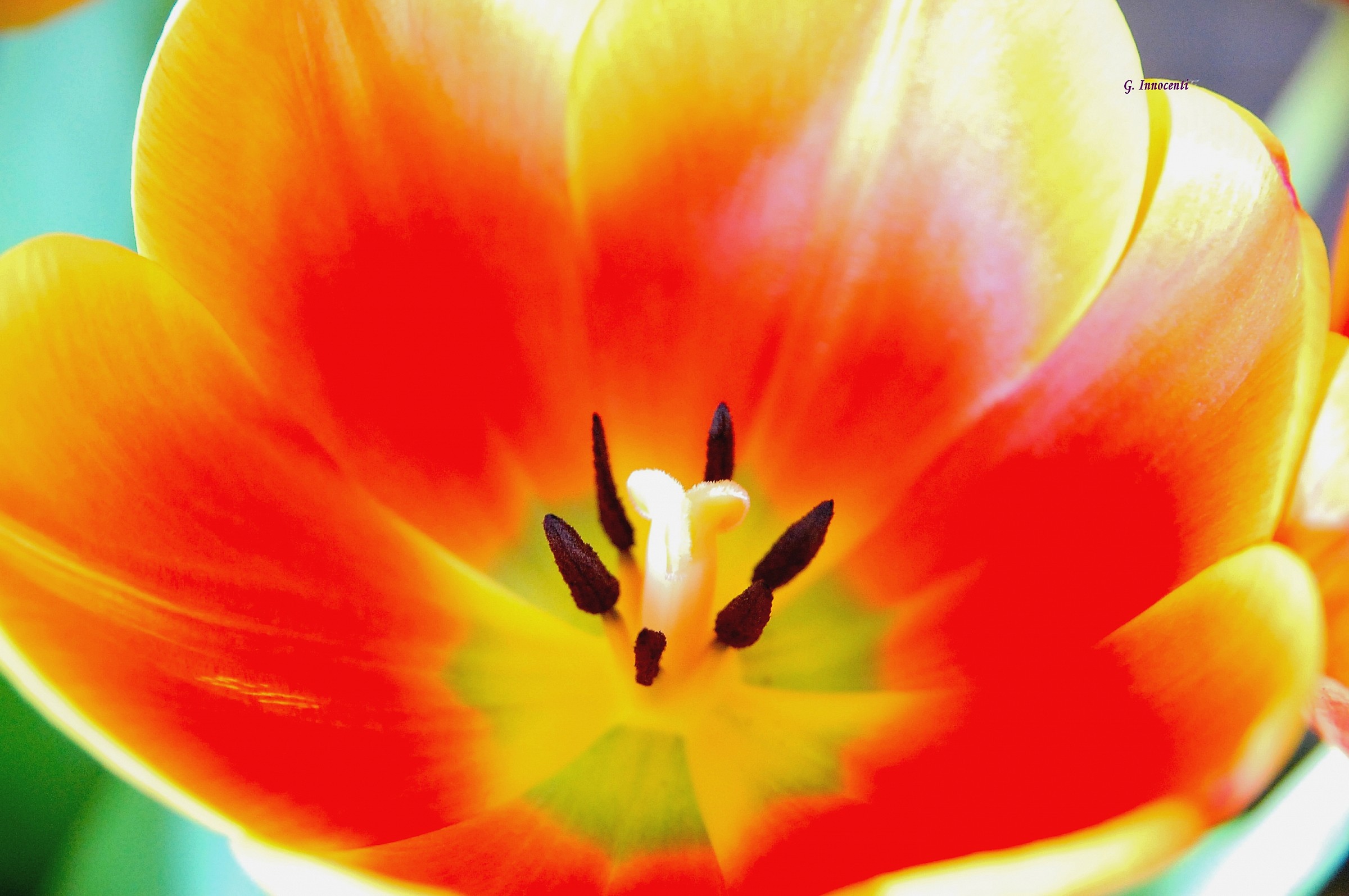 tulip