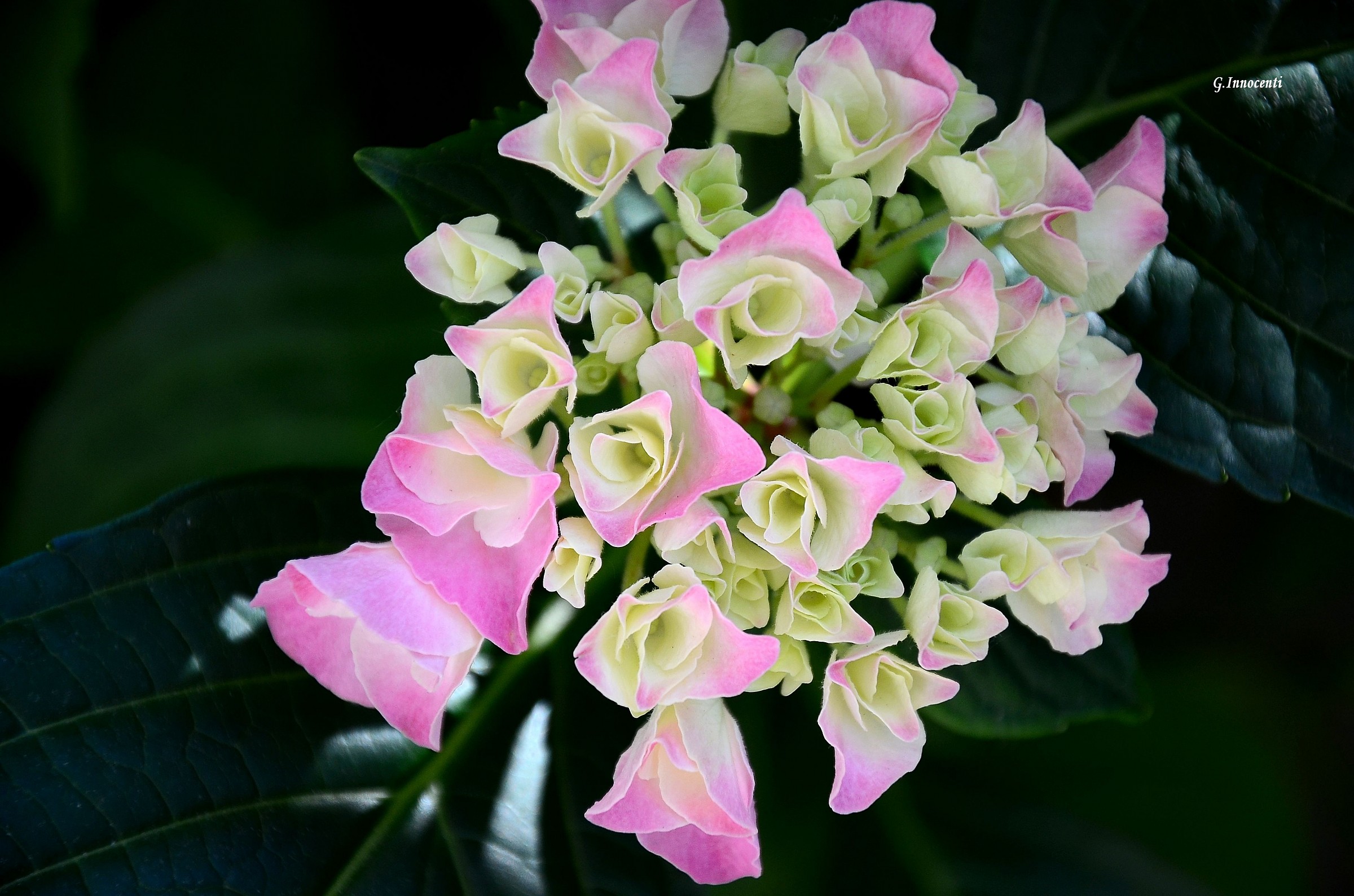 hydrangea buds