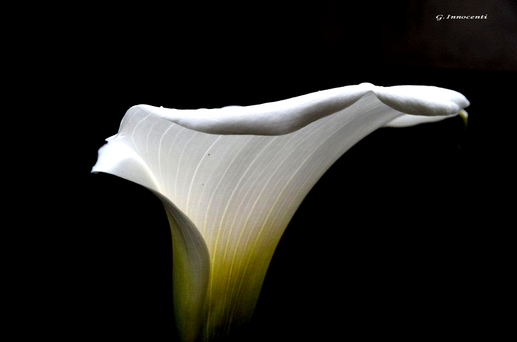 calla