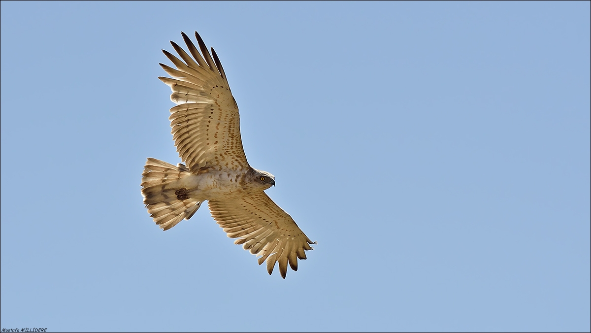 Biancone Snake-eagle ...