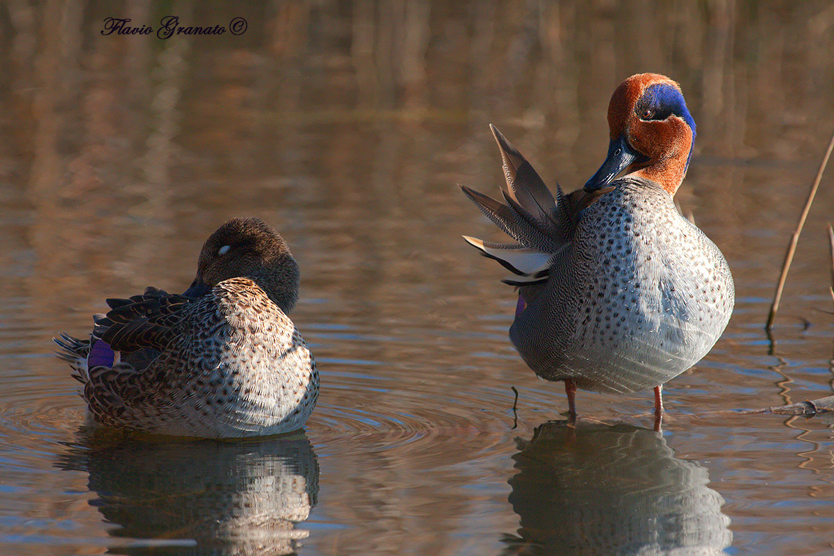fai la guardia che io dormo