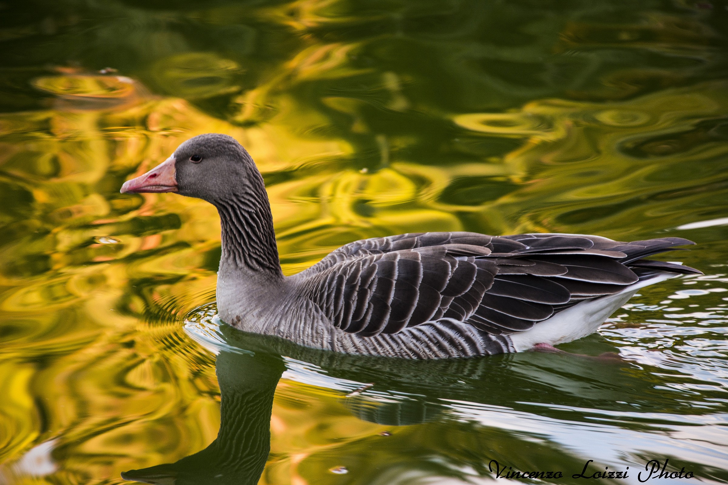 La padrona del laghetto