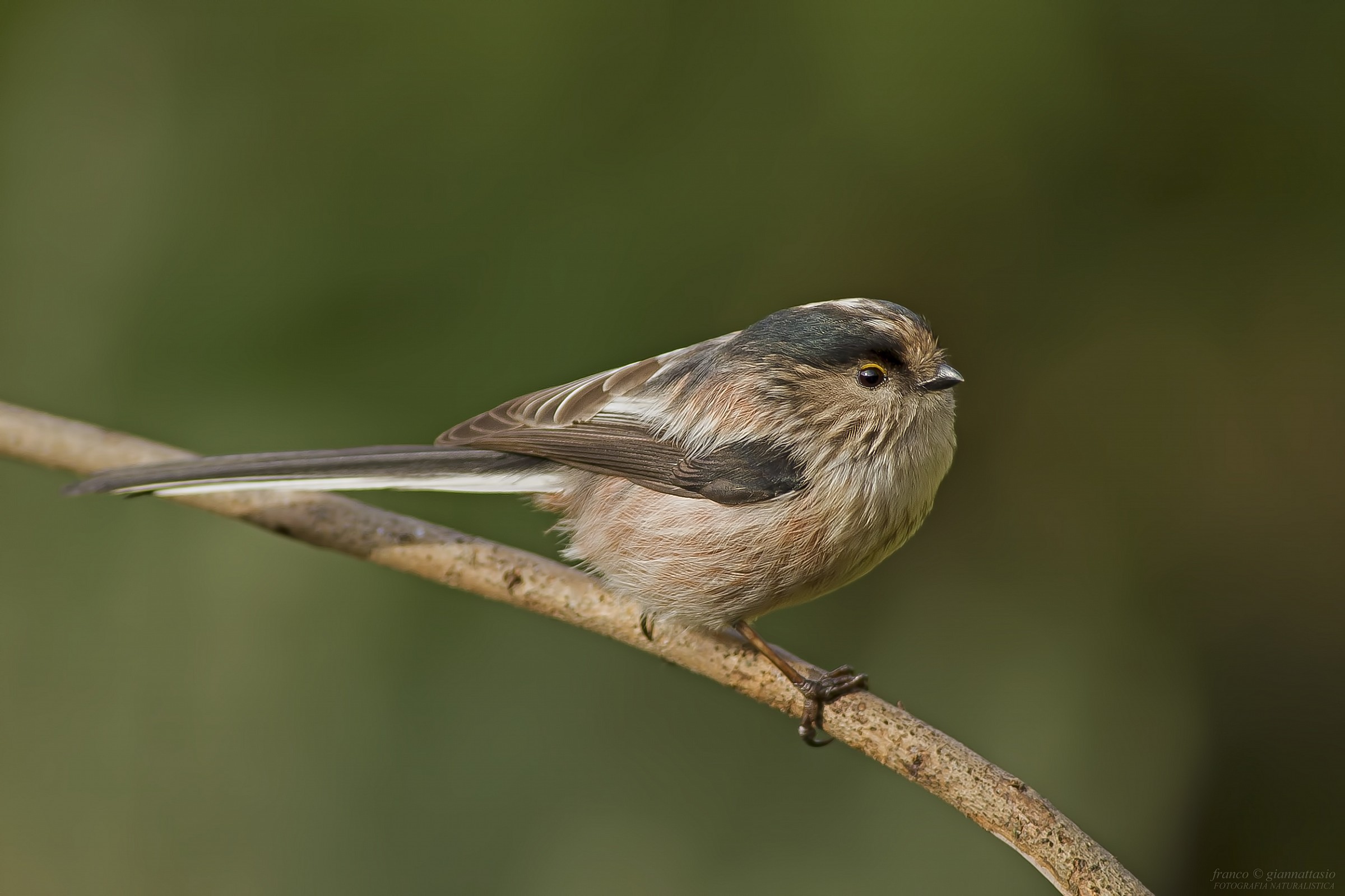 Long-tailed Tit at full aperture.