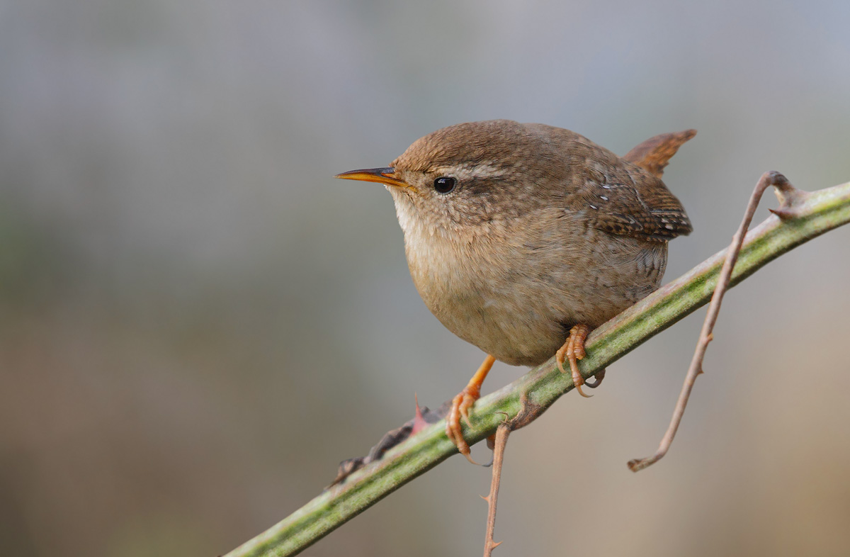 wren