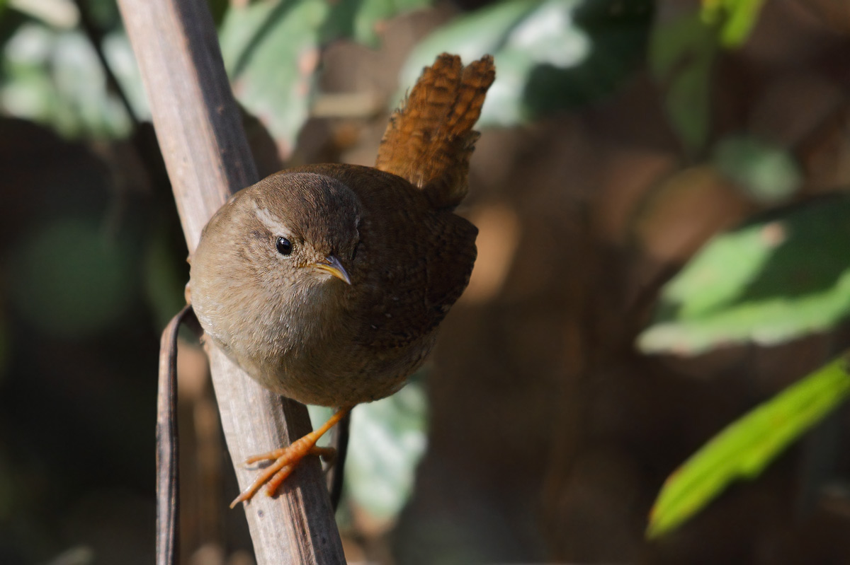 wren