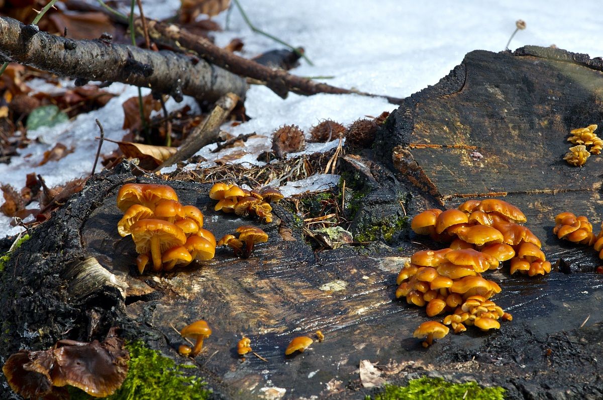 still wood mushrooms.