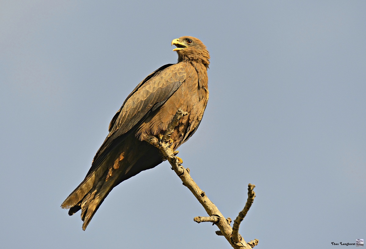 Black Kite, Milvus migrans (Zwarte Wouw)