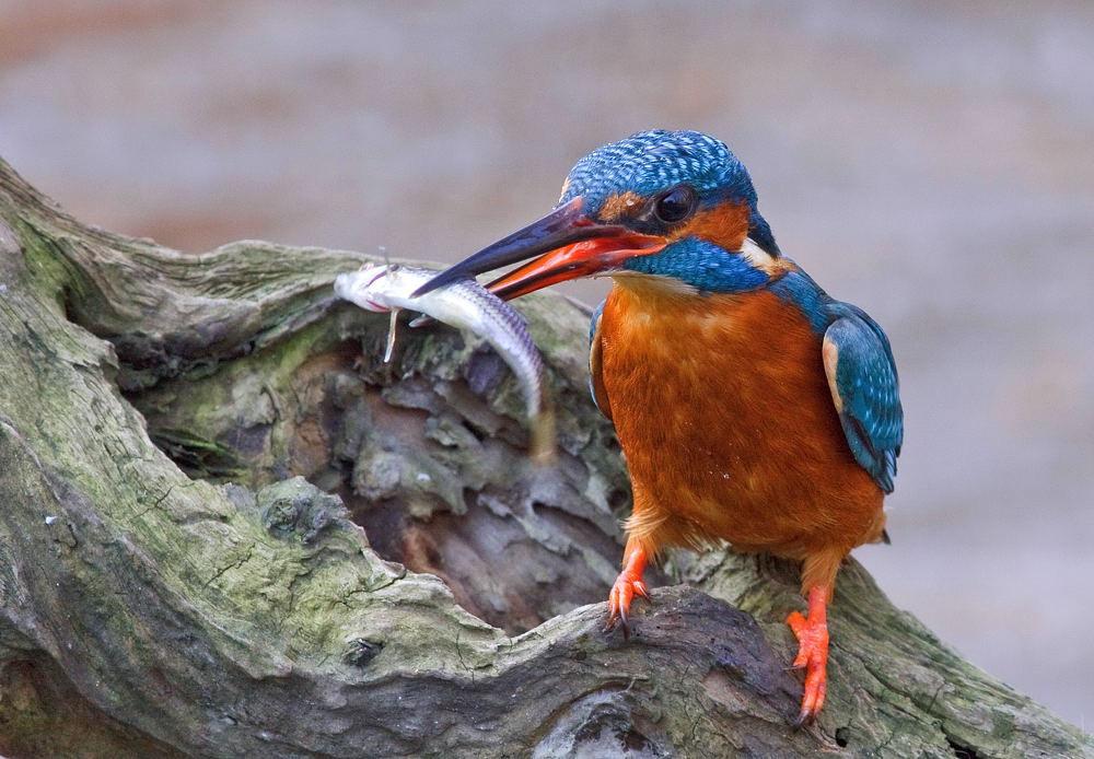 Kingfisher