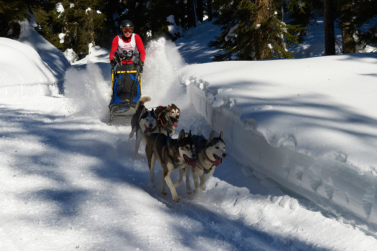In discesa nel bosco