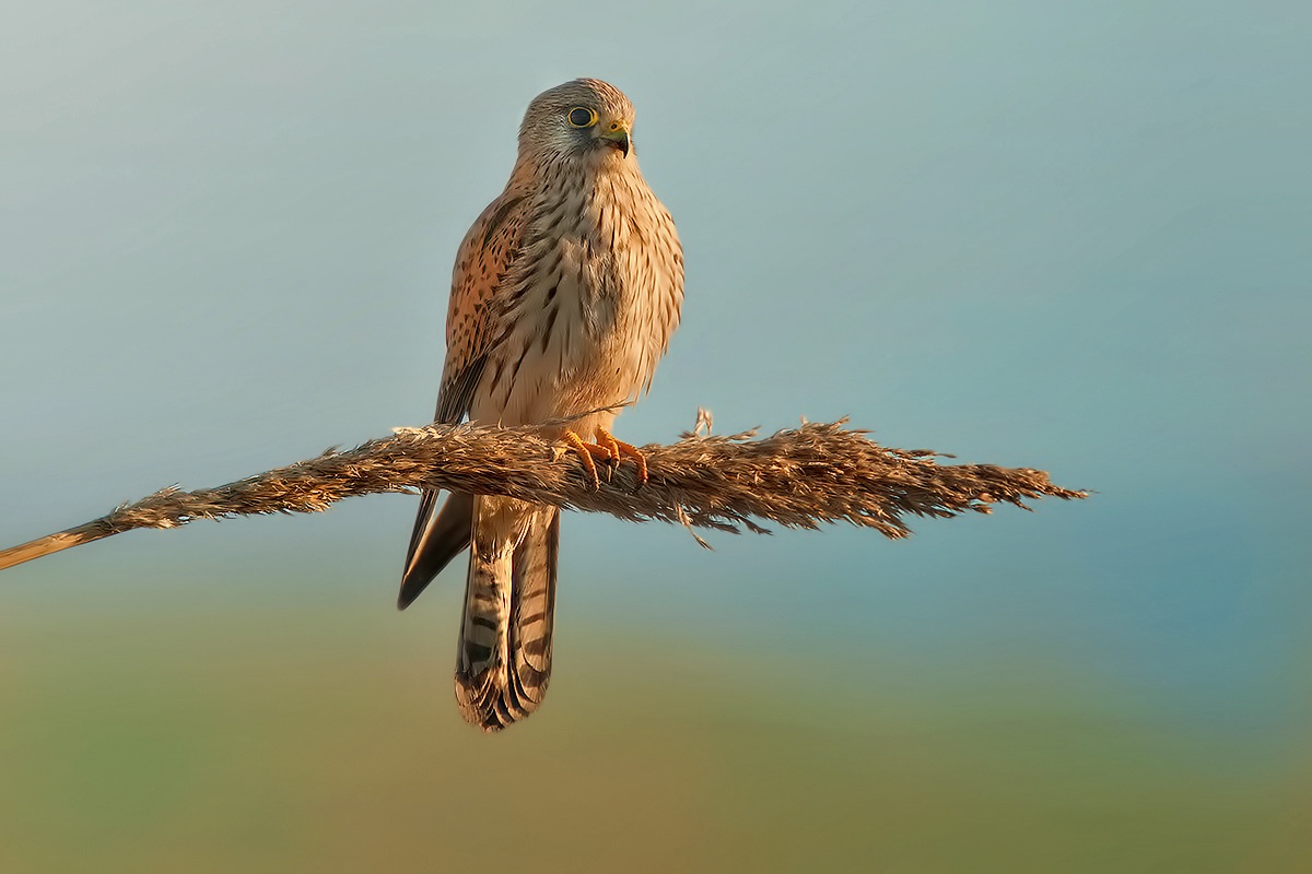 Kestrel (Falco tinnunculus)