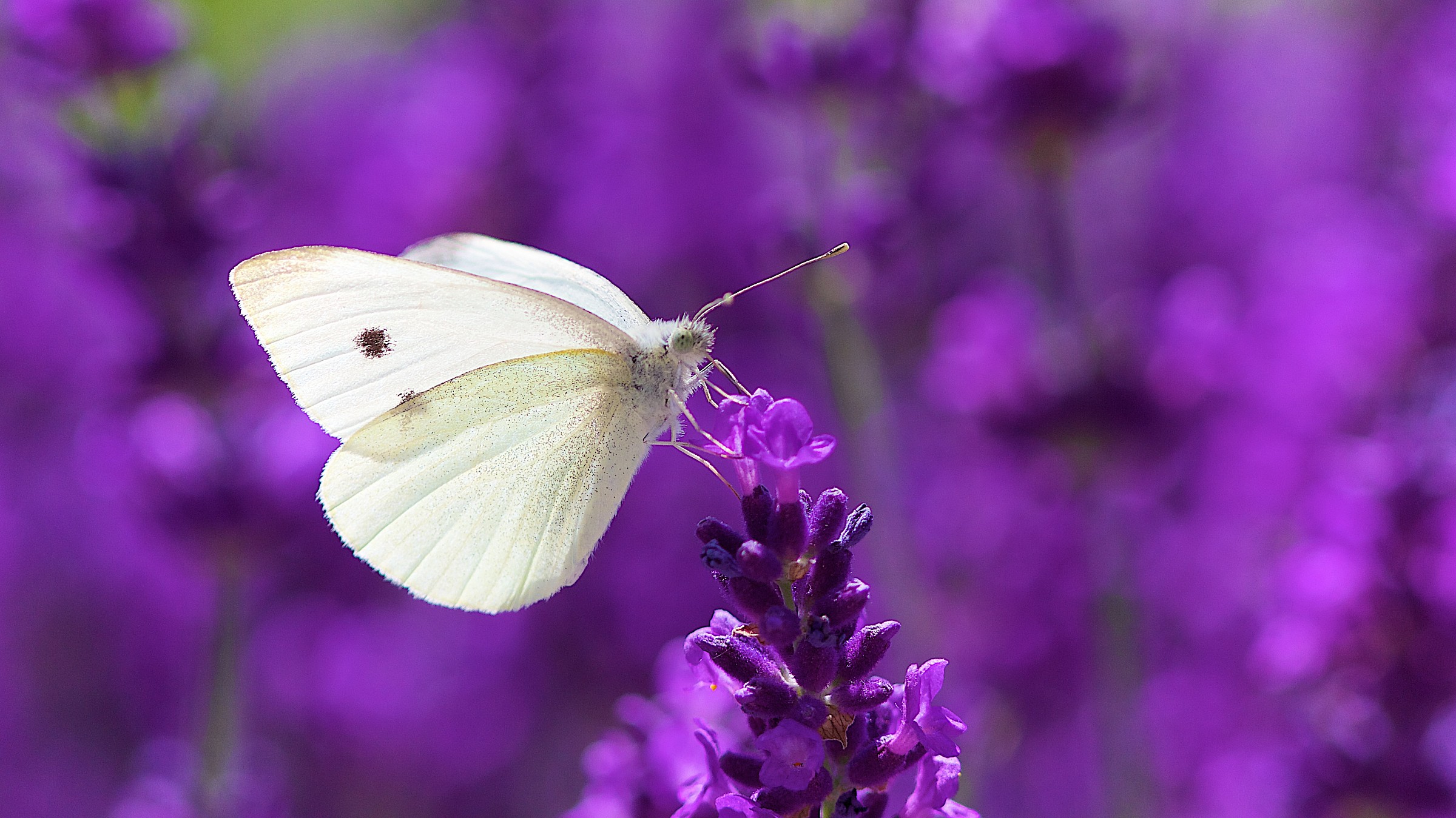 Butterfly and lavender