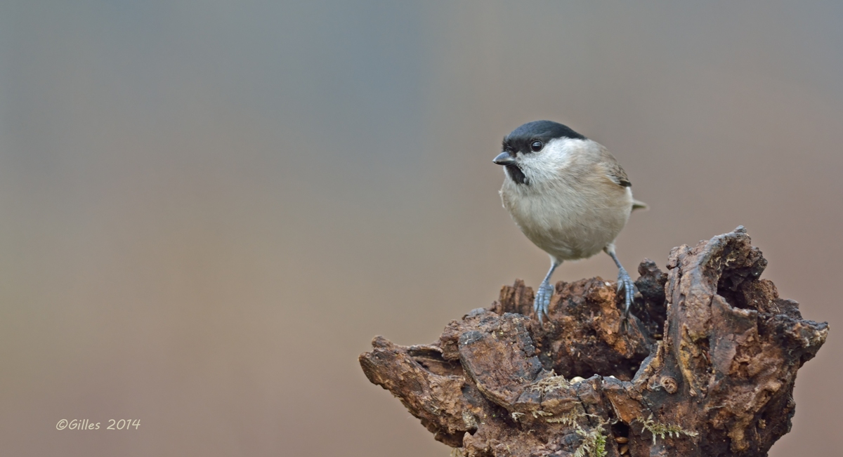 Bigia Tit (Parus palustris)