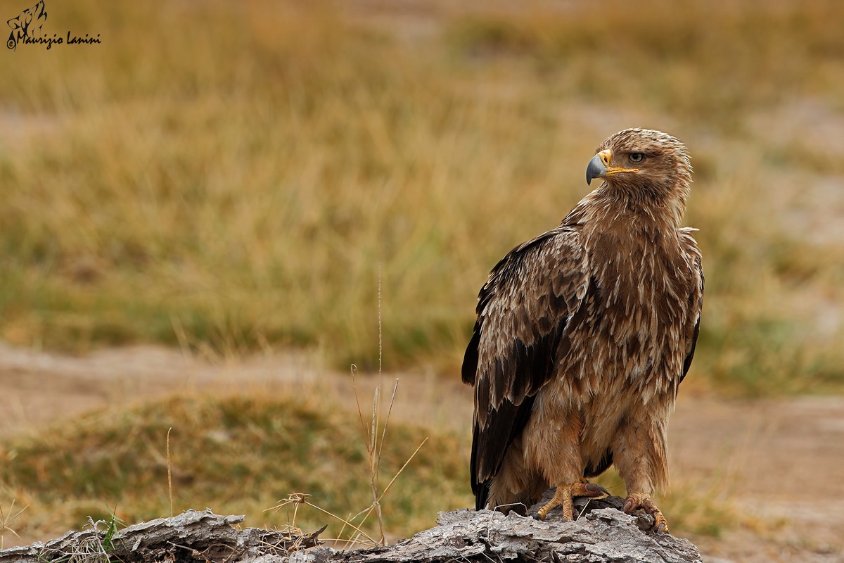 Aquila rapace ( Aquila rapax )