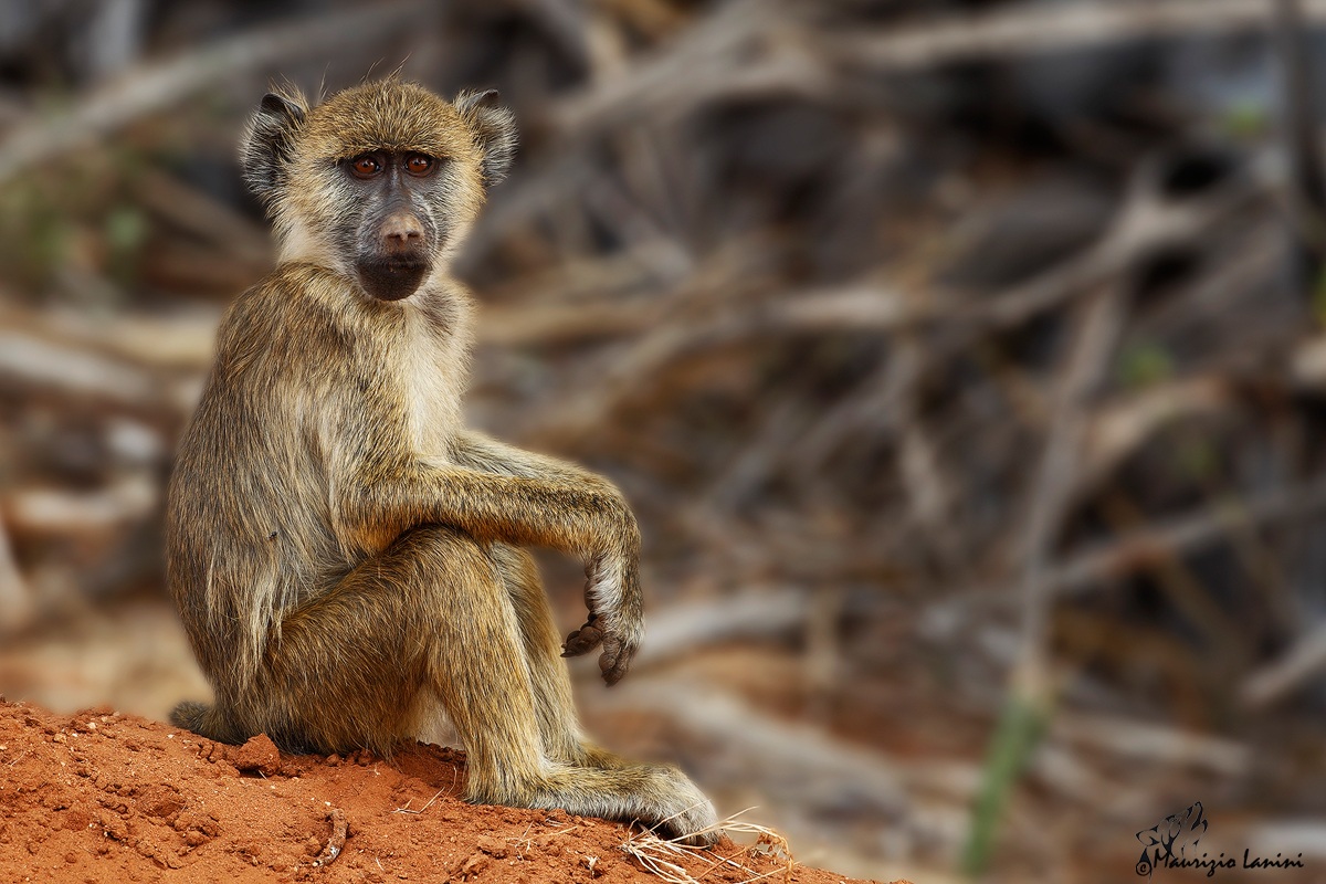 Yellow Baboon (Papio cynocephalus)