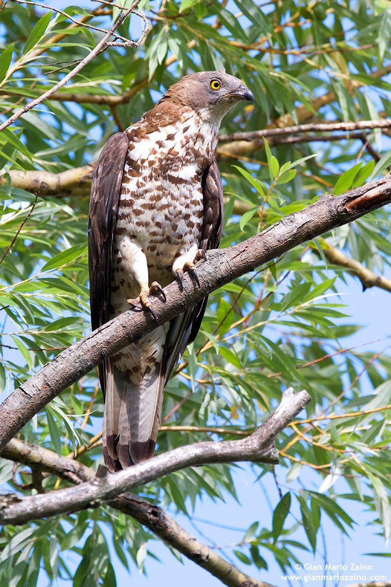 Falco pecchiaiolo occidentale