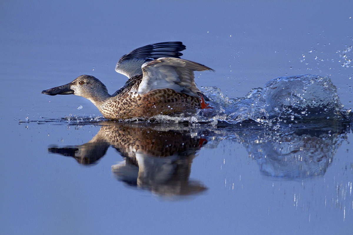 Non farsi troppo male - Mestolone che atterra