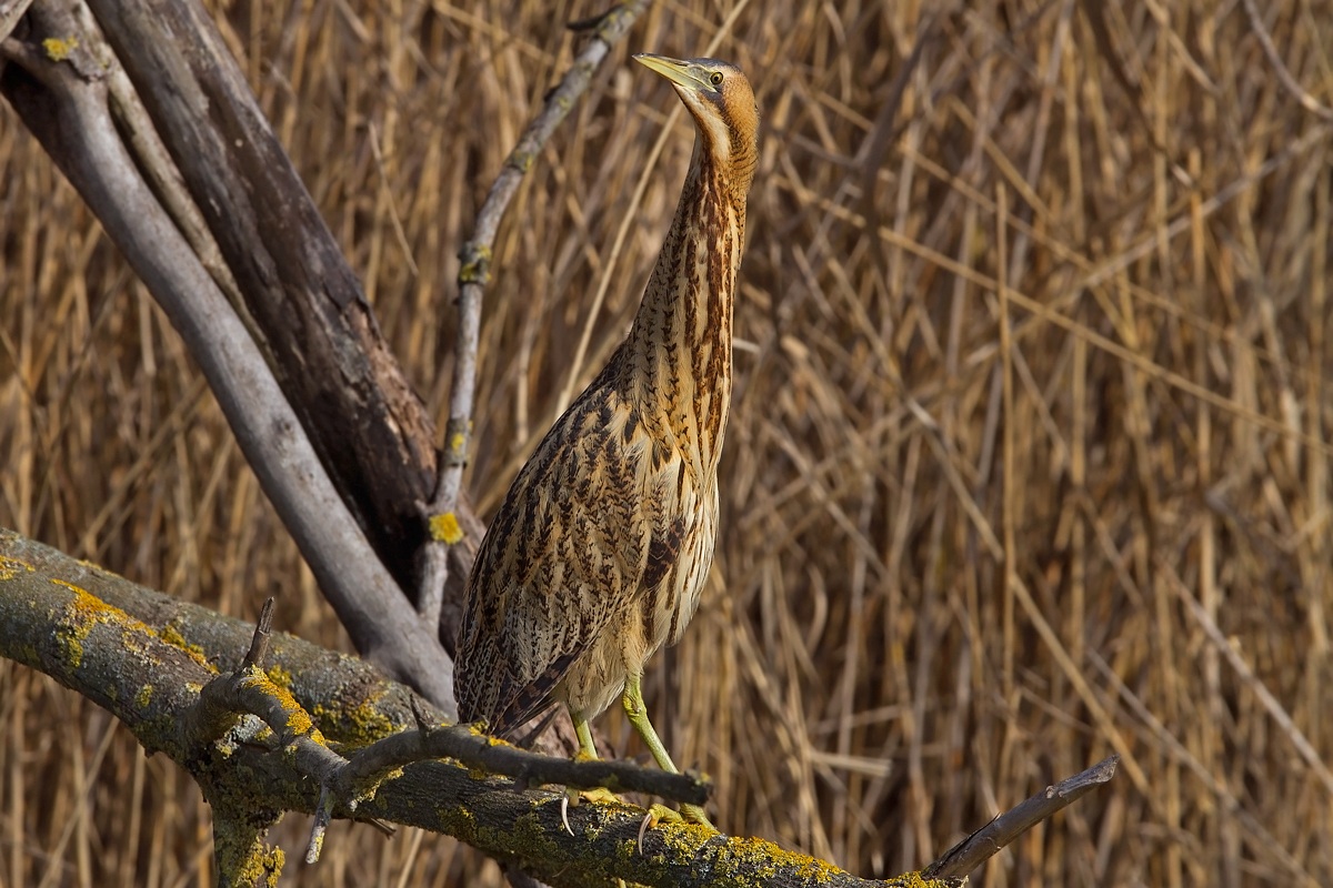 Bittern