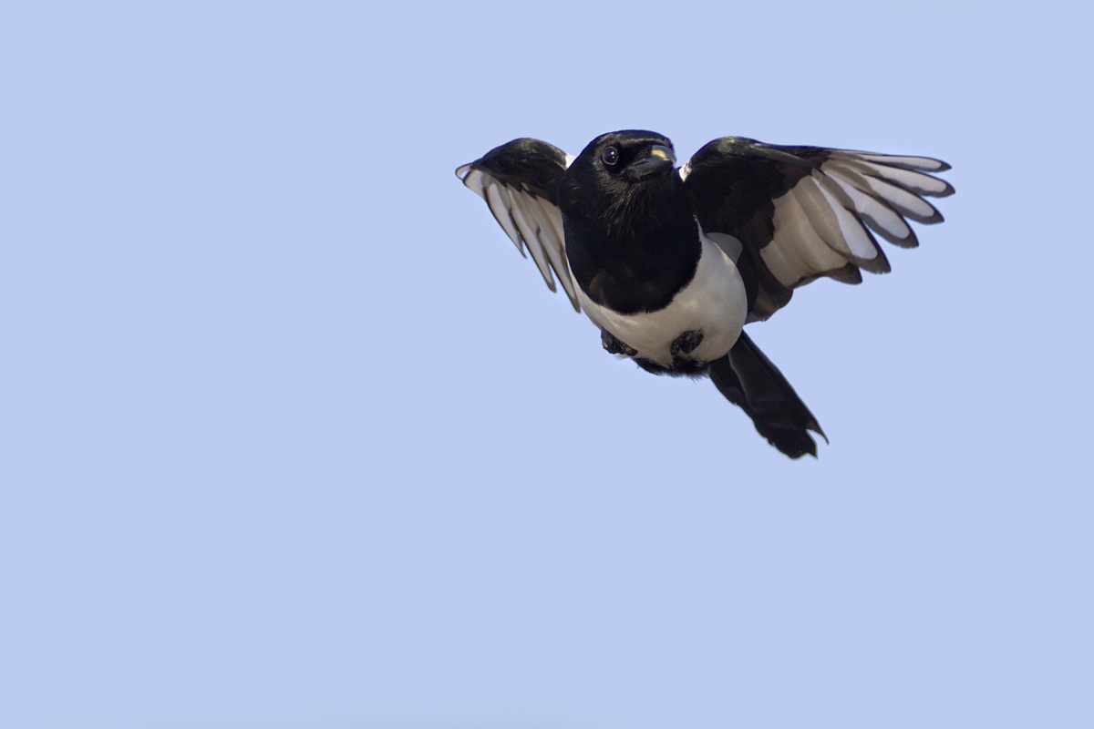 Magpie in flight with surprise ghillie