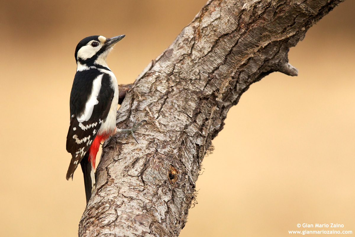 Dendrocopos major / Picchio rosso maggiore