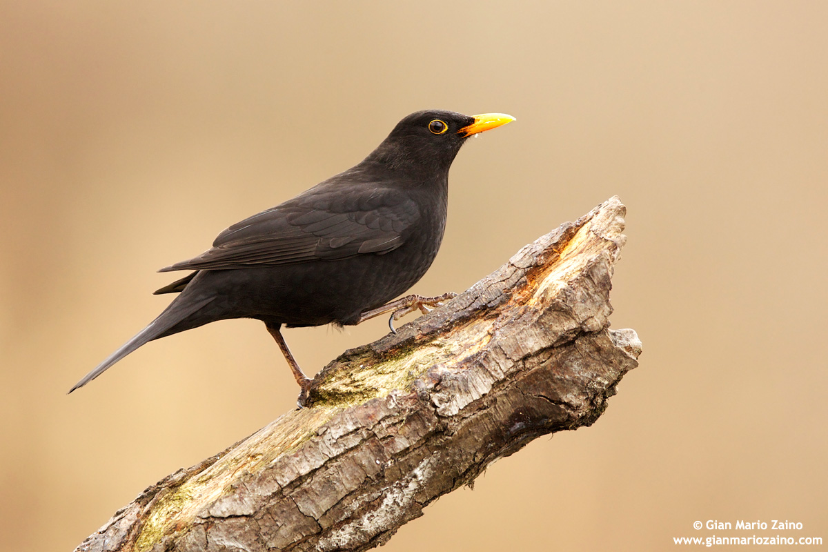 Turdus merula / Merlo / Common blackbird / Merle noir