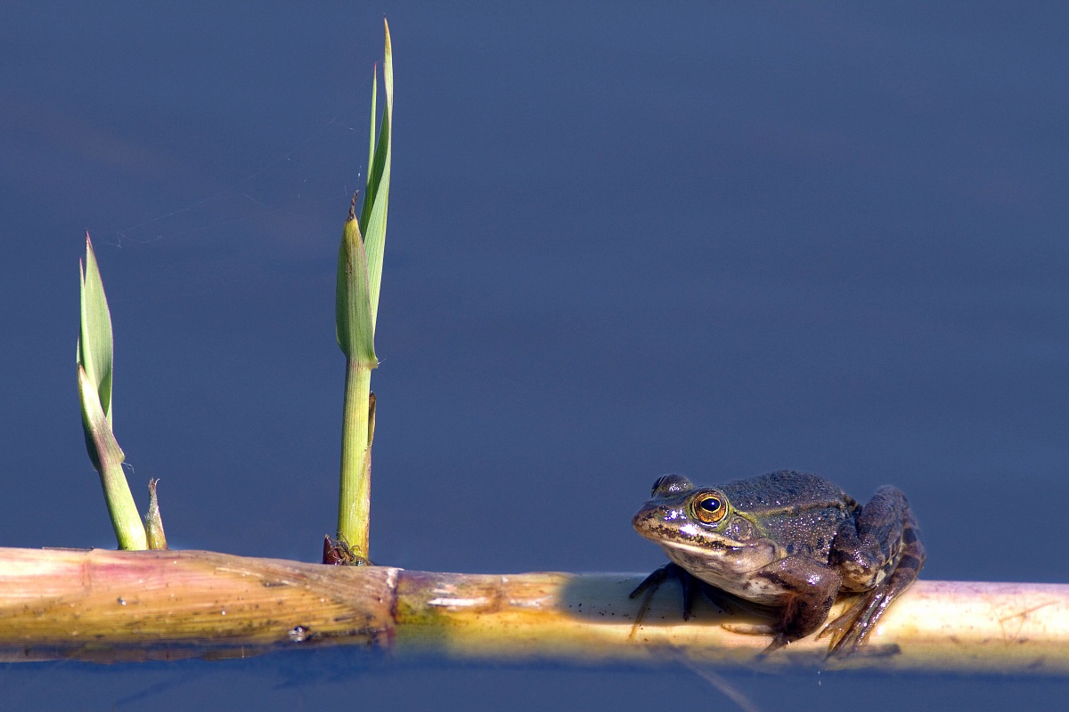 Green frog in the sun