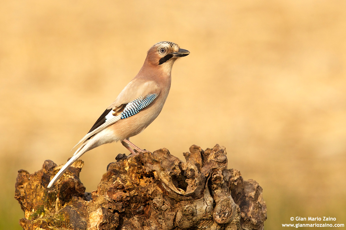 Garrulus glandarius / Ghiandaia / Eurasian jay